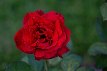 Closeup of blooming red rose in green nature background