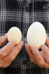 Eggs of goose and hen.