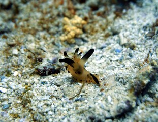 Thecacera Sp. Nudibranch