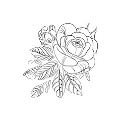 Beautiful Roses Flower Coloring book, line art vector.