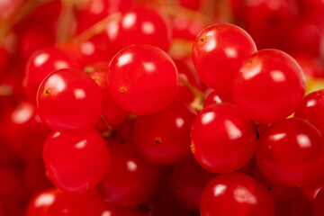 Red viburnum. Guelder rose. Beautiful texture with red berries of viburnum on the twigs. Harvest the fruits of viburnum.