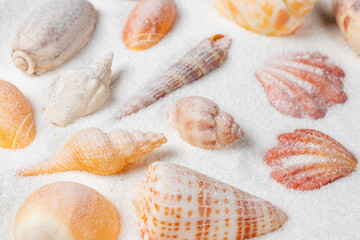 Different seashells on sand. Sea summer vacation background