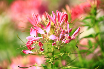 Spider flower(Spiny Spiderflower,Cleome Hassleriana),close-up of pink flower blooming in the garden

