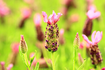 Fernleaf Lavender(Jagged Lavender,Pinnata Lavender),beautiful colorful Lavender flowers blooming in the garden with soft background