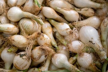 Closeup of bunch of garlics
