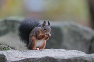 Naklejka na ściany i meble Red squirrel eating nuts on a rock.