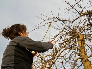 Low-angle of a Caucasian woman woman pruning the fruit trees with shears during the winter season