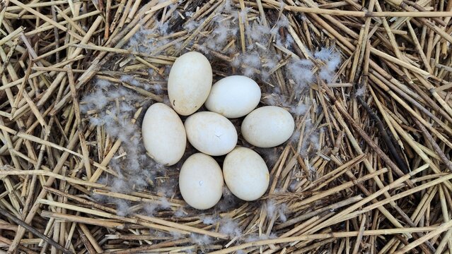 Greylag Goose Bird Nest With Eggs, Anser Anser