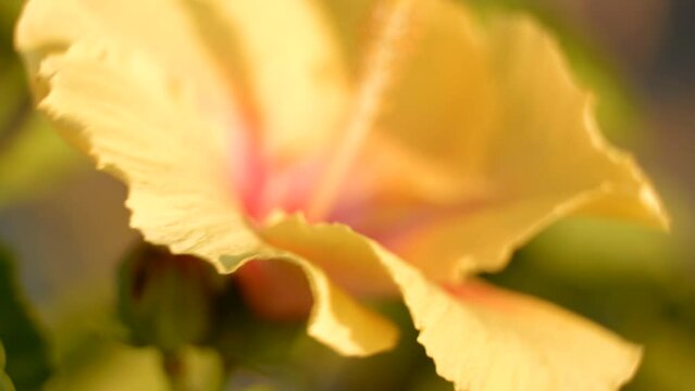 Closeup view of a blooming yellow flower