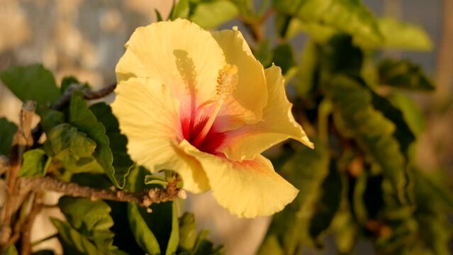 Closeup view of a blooming yellow flower