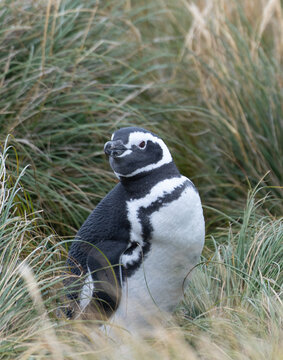 wilder, freier Magellanpinguin (Spheniscus magellanicus) br&uuml;tet auf den Falklandinseln 