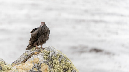 Truthahngeier (Cathartes aura) fotografiert auf den Falklandinseln 

