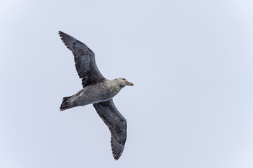 Nahaufnahme eines Riesensturmvogel (Macronectes giganteus) im Flug über das südliche Meer der AntarktisMeer