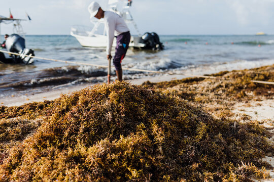 latin man cleaning sargasso and trash with rake with text in his tshirt "beach cleaning" in mexican Caribbean beach, Mexico Playa del Carmen, Latin America