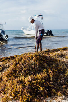 latin man cleaning sargasso and trash with rake with text in his tshirt "beach cleaning" in mexican Caribbean beach, Mexico Playa del Carmen, Latin America