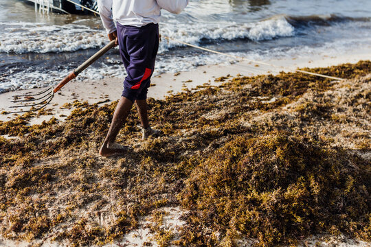 latin man cleaning sargasso and trash with rake with text in his tshirt "beach cleaning" in mexican Caribbean beach, Mexico Playa del Carmen, Latin America