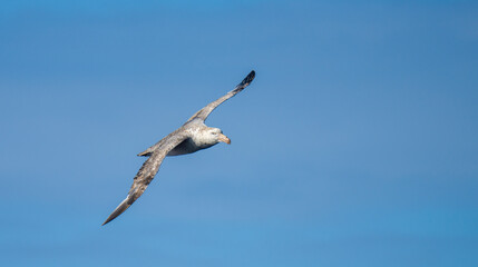 Nahaufnahme eines Riesensturmvogel (Macronectes giganteus) im Flug über das südliche Meer der AntarktisMeer