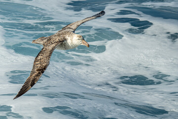 Nahaufnahme eines Riesensturmvogel (Macronectes giganteus) im Flug über das südliche Meer der AntarktisMeer