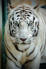 white tiger portrait