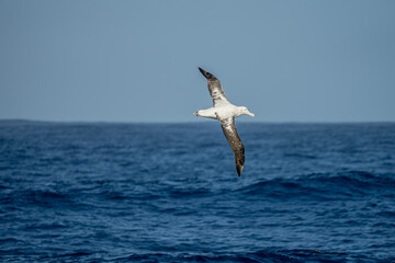 Wanderalbatros (Diomedea exulans) - der Vogel mit der größten Flügelspannweite der Welt segelt im Gleitflug über das blaue Meer