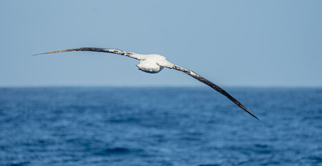 Wanderalbatros (Diomedea exulans) - der Vogel mit der größten Flügelspannweite der Welt segelt...
