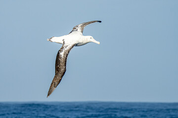 Wanderalbatros (Diomedea exulans) - der Vogel mit der größten Flügelspannweite der Welt segelt im Gleitflug über das blaue Meer