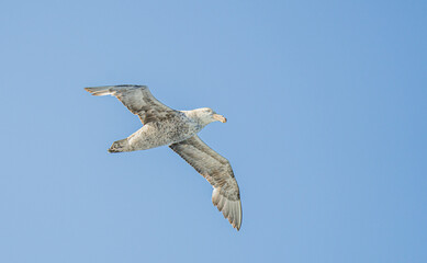 Nahaufnahme eines Riesensturmvogel (Macronectes giganteus) im Flug über das südliche Meer der AntarktisMeer