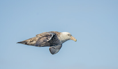 Nahaufnahme eines Riesensturmvogel (Macronectes giganteus) im Flug über das südliche Meer der AntarktisMeer