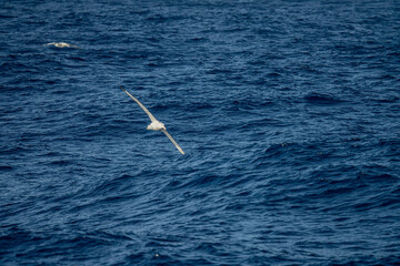 Obraz premium Wanderalbatros (Diomedea exulans) - der Vogel mit der größten Flügelspannweite der Welt segelt im Gleitflug über das blaue Meer