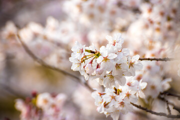 桜の花　春のイメージ