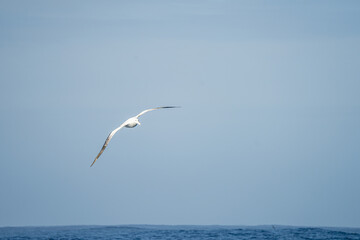 Wanderalbatros (Diomedea exulans) - der Vogel mit der größten Flügelspannweite der Welt segelt im Gleitflug über das blaue Meer