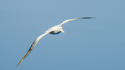 Wanderalbatros (Diomedea exulans) - der Vogel mit der größten Flügelspannweite der Welt segelt im Gleitflug über das blaue Meer © stylefoto24