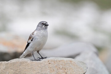 The white-winged snowfinch (Montifringilla nivalis), or snowfinch, is a small passerine bird that lives at high altitudes.