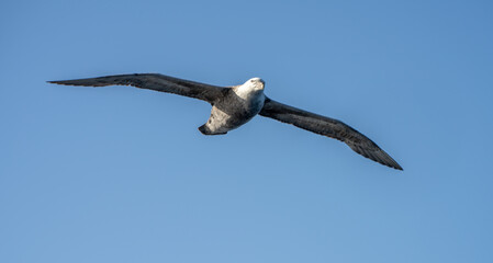 Nahaufnahme eines Riesensturmvogel (Macronectes giganteus) im Flug über das südliche Meer der AntarktisMeer