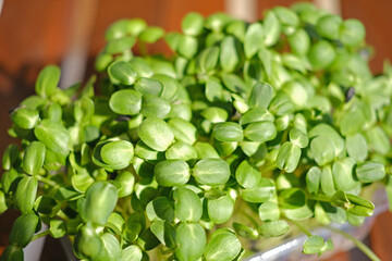 Organic sunflower microgreen sprouts closeup. Selective focus. Healthy food concept background
