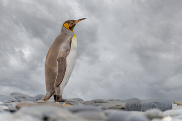 Obraz premium Seltener Anblick: Hellbraune Königspinguine mit Melanismus auf Südgeorgien. Eine genetische Mutation verursacht ungewöhnliche braune Gefiederfärbungen.