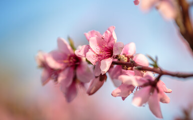 桜が満開の風景　春のイメージ