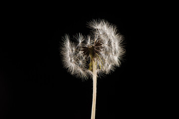 Fluffy dandelion head isolated on white background