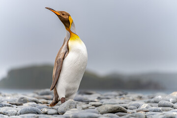 Seltener Anblick: Hellbraune Königspinguine mit Melanismus auf Südgeorgien. Eine genetische...