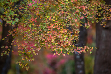 紅葉　秋のイメージ