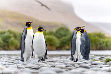 Obraz premium Königspinguin - (APTENODYTES PATAGONICUS) Kolonie in Salisbury Plain eine weite vom Grace-Gletscher ausgewaschene Ebene auf Südgeorgien und Süd Georgiens größte See-Elefanten Aufzuchtstätte