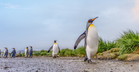 Fototapeta premium Königspinguin - (APTENODYTES PATAGONICUS) Kolonie in Salisbury Plain eine weite vom Grace-Gletscher ausgewaschene Ebene auf Südgeorgien und Süd Georgiens größte See-Elefanten Aufzuchtstätte