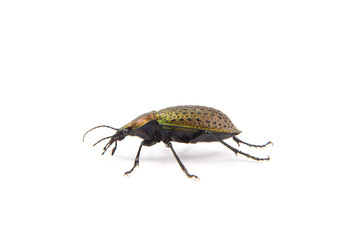 iridescent ground beetle Carabus auratus isolated on white background.