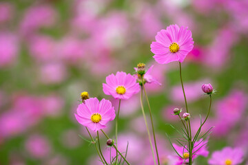 コスモス畑　秋のイメージ