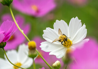 Obraz premium コスモス畑 秋のイメージ