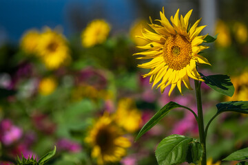 ひまわりの花　夏の季節のイメージ