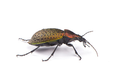 iridescent ground beetle Carabus auratus isolated on white background. - obrazy, fototapety, plakaty