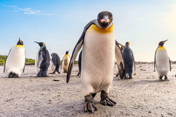 Obraz premium Königspinguin - (APTENODYTES PATAGONICUS) Kolonie in Salisbury Plain eine weite vom Grace-Gletscher ausgewaschene Ebene auf Südgeorgien und Süd Georgiens größte See-Elefanten Aufzuchtstätte