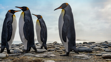 Königspinguin - (APTENODYTES PATAGONICUS) Kolonie in Salisbury Plain eine weite vom Grace-Gletscher ausgewaschene Ebene auf Südgeorgien und Süd Georgiens größte See-Elefanten Aufzuchtstätte