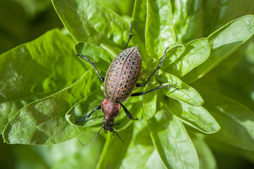 iridescent ground beetle Carabus auratus on green leaf.